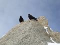 Chuffs, Cosmiques Arete